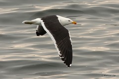 Larus dominicanus