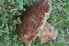 Boletus roodyi