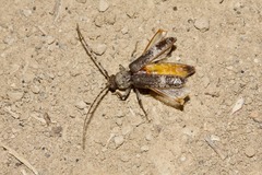 Phacodes