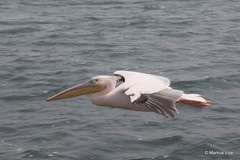 Pelecanus onocrotalus