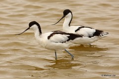 Recurvirostra avosetta