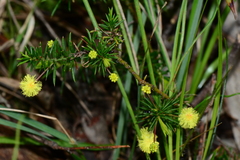 Acacia aculeatissima