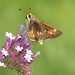 Umber Skipper - Photo (c) Robert, some rights reserved (CC BY-NC)