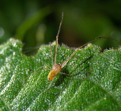 Tylorida striata
