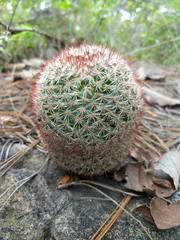 Mammillaria jaliscana jaliscana