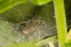 Allagelena gracilens
