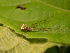 Tylorida striata