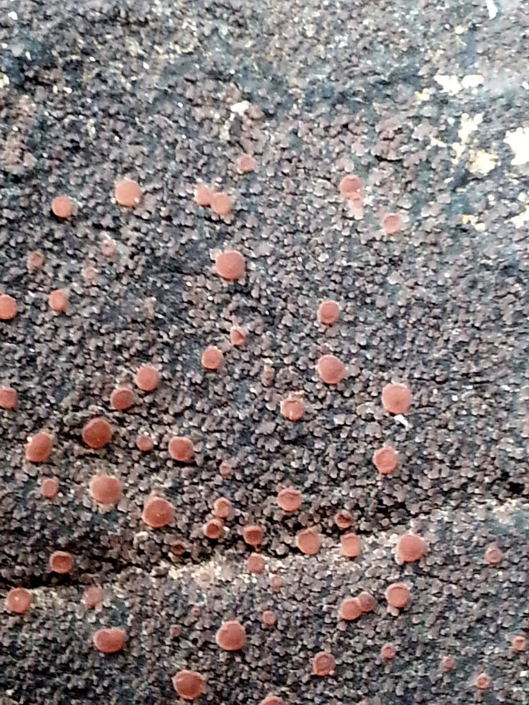 Vahliella californica