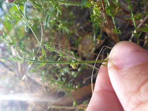 Image of Galium gaudichaudii by (c) Sam Buxton Stewart, some rights reserved (CC BY)