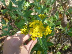 Senecio hypoleucus