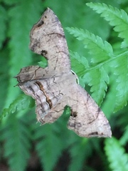Dysaethria moza