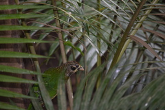 Ailuroedus maculosus