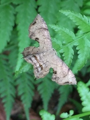 Dysaethria moza