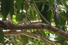 Gerygone magnirostris