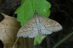 Mecyna mustelinalis
