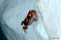 Phrynomantis annectens