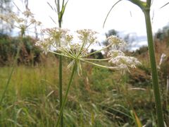 Silphiodaucus prutenicus