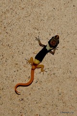 Pachydactylus bicolor