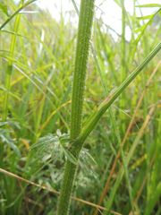 Silphiodaucus prutenicus