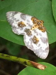 Abraxas miranda miranda