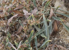 Convolvulus lineatus