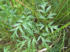 Silphiodaucus prutenicus
