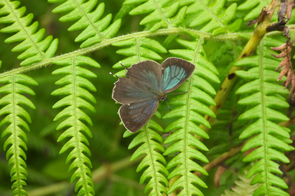 Chrysozephyrus gaoi