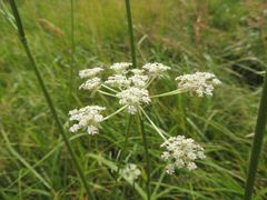 Silphiodaucus prutenicus
