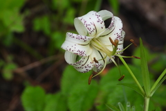 Lilium taliense