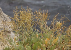 Atriplex verrucifera