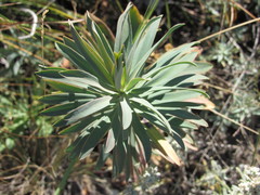 Euphorbia stepposa