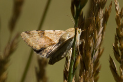 Heliothis
