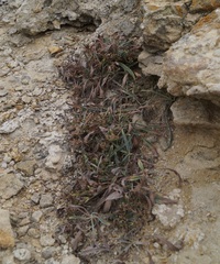 Convolvulus lineatus