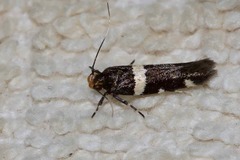 Macrobathra harmostis