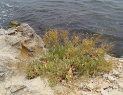 Atriplex verrucifera