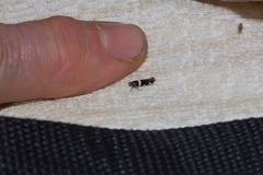 Macrobathra harmostis