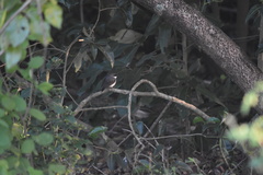 Eopsaltria pulverulenta