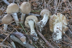 Inocybe flocculosa