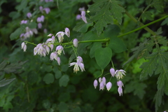 Thalictrum delavayi