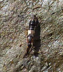 Philonthus marginatus