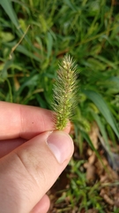 Setaria
