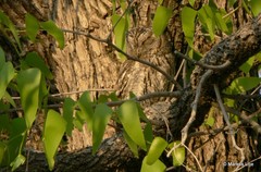 Otus senegalensis