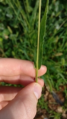 Setaria