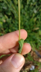 Setaria
