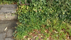 Setaria