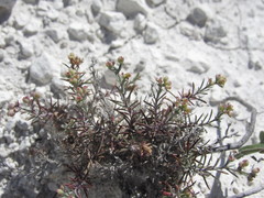 Asperula tephrocarpa