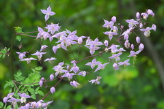 Thalictrum delavayi