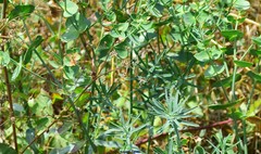 Euphorbia serrata