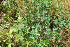 Euphorbia serrata