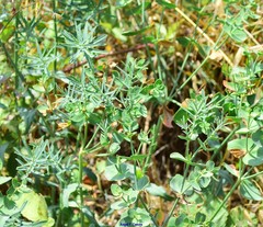 Euphorbia serrata